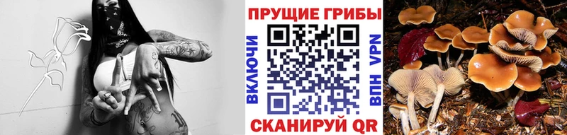 Купить где  Дубовка  Галлюциногенные грибы Magic Shrooms 
